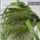 전혜숙농장 네이버블로그