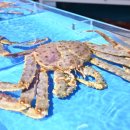 기장대게 이미지