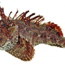 어촌삼식 이미지