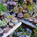 계림꽃농원 이미지