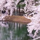 낙동강변로4-65 | 가평 청평 벚꽃 성지, 중앙내수면연구소 봄 나들이 총정리 (입장무료+주차정보)