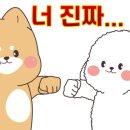 아르도르 이미지