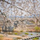 번암리 조천연꽃공원1 이미지