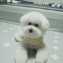 용현애견방 | 인천비숑애견미용전문 강아지이발관 전체가위컷 후기