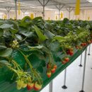 스마트농장 이미지