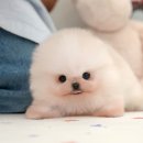울산 강아지분양 미유펫 네이버블로그