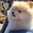 댕이멍이 이미지