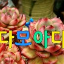 미다모아 이미지