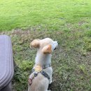 도기온 (doggyon) 이미지