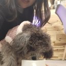 폼폼애견 이미지