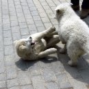 오버더마운틴 이미지