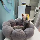 설렘고양이카페 이미지