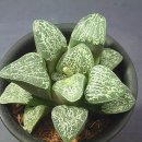 시루비아 이미지