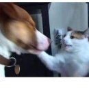 멍멍아 야옹 이미지