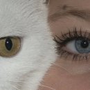 억수삼계탕 이미지