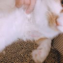 그루밍 나나 이미지