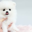 아기강아지 이미지