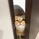 또옴 이미지