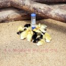 방막농장 이미지