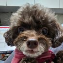 김s 동물병원 이미지