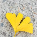 죽동마을 이미지