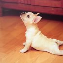 우리집 댕댕이