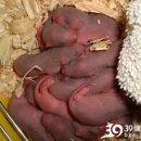 20여마리 쥐를 임신한 17살소녀 ㄷㄷㄷㄷ 이미지