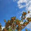 방산농장 | 11월 제주도 가을 여행