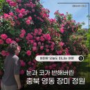 (충북 영동 가볼만한 곳) 장미향기 가득한 노근리 평화공원 + 추풍령 기차 테마공원