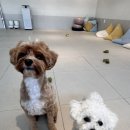 바나개 애견유치원 호텔 이미지