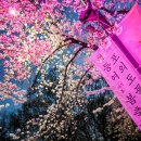 더블리스 코리아 콘서트 | 영등포 여의도 벚꽃축제 주말 야경 벚꽃 후기, 10일까지 여의서로 벚꽃길 차량 통제