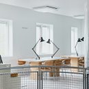 Beauty in Dog's 이미지