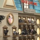 고양이카페 루프캣미 명동점 | 서울 명동 데이트코스 추천 루프캣미 고양이카페 명동점