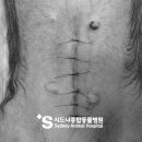 시드니종합동물병원 이미지