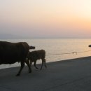 워낭소리 이미지