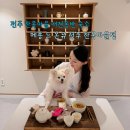 도그메종 | 전주한옥마을숙소 메종드온유 전주점 애견동반 호텔 펫캉스