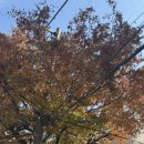 부엉이집밥 이미지