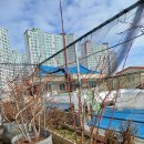 옥상 블루베리 전정 이미지