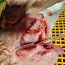 박물관옆동물병원 이미지