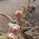 한림농산 | [제주 화조원] 아이들과 가기 좋은 새들과 알파카들의 놀이터