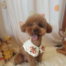 예쁘개 반려견미용샵 | [내돈내산] 안중애견미용 강아지미용실 감성가득한 예쁘개 반려견미용샵다녀왔어요~!