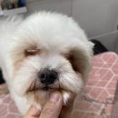 쁘띠펫 이미지