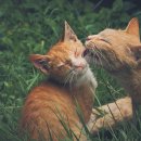 애정그루밍 이미지