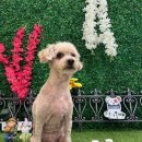 털이몽땅 이미지