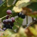 대행영농조합법인 이미지