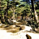 아름다운 한국의 솔 숲 구경하세요 이미지