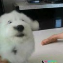 쉬스니켈비스설파미데이트 | 애봉미니주말일기 + 미니벼룩
