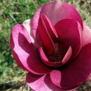 솔롱고스 이미지