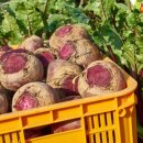 영순농장 이미지