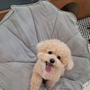 킁킁멍멍 이미지